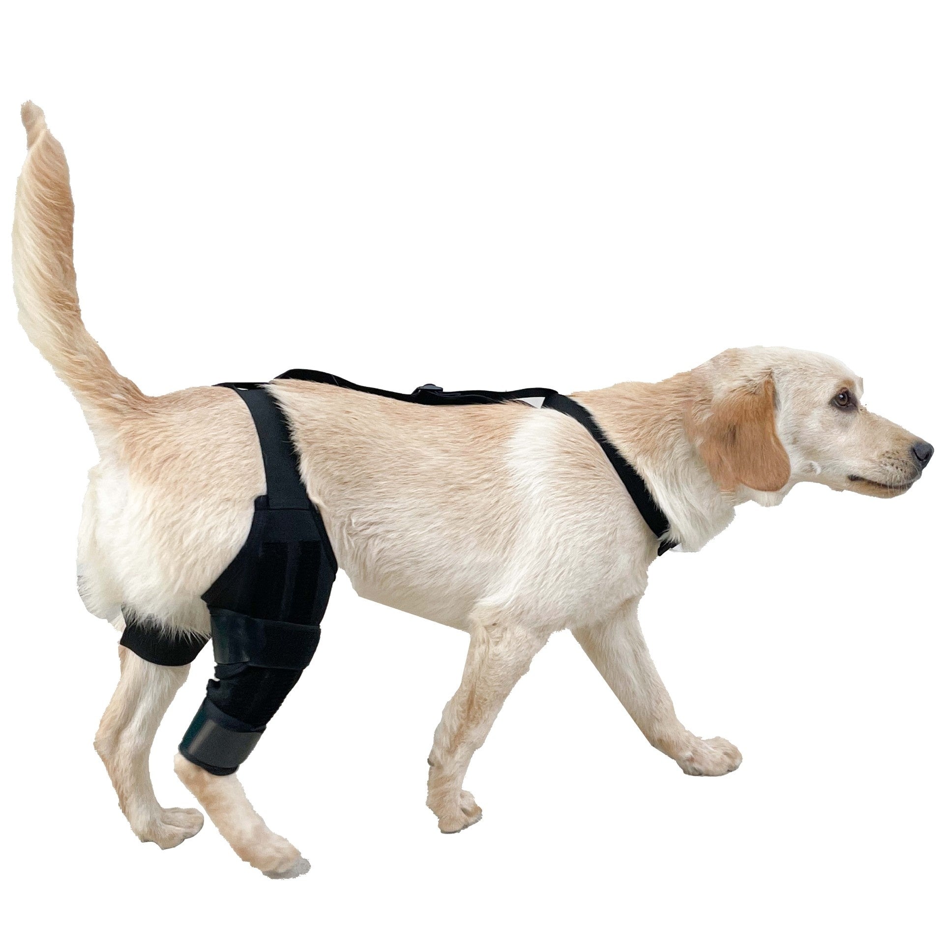 Sir Barkington’s Restorative Hind‑Leg Brace™ - Sir Barkington’s Pet Supplies